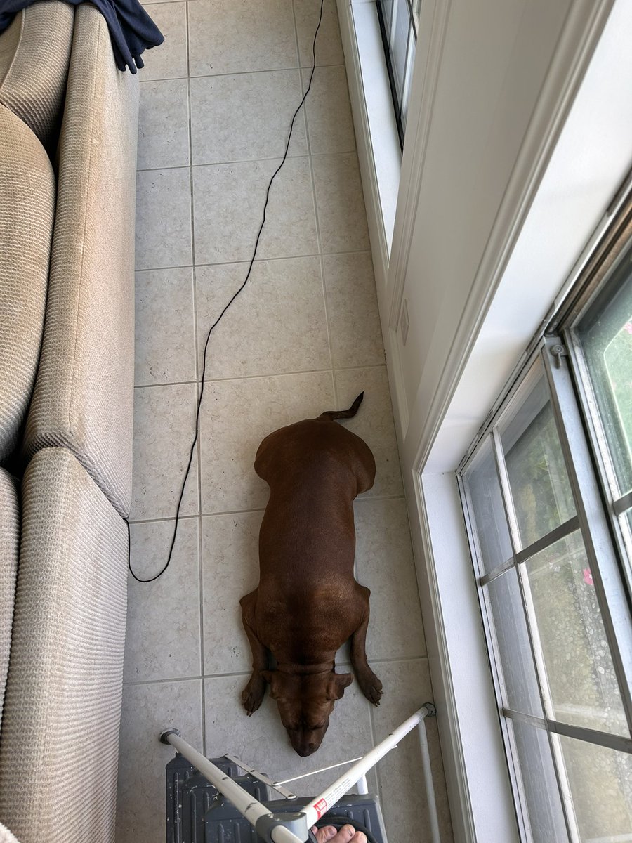MelJHTX's tweet photo. Working up a stepladder. My Bully girl is never far π #matesforlife https://t.co/BDqIGGByNx
