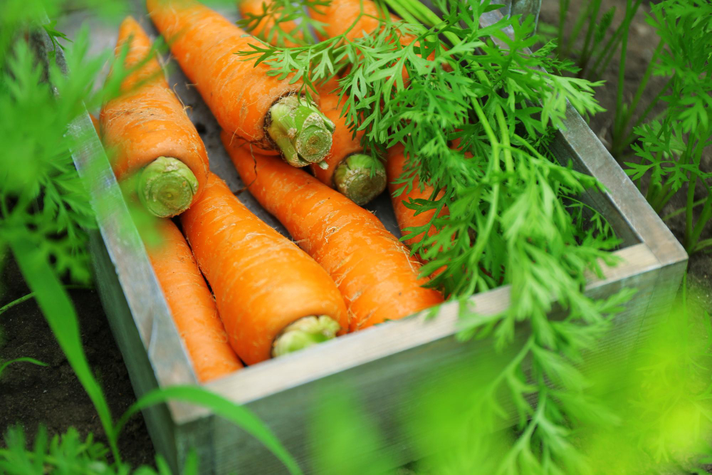 Loose soil that drains well should be used when planting carrot seeds. Furthermore, within a few weeks, they will sprout out of the ground. Just ensure they receive enough sunlight (at least 6 hours daily) and keep the soil moist but not waterlogged.#GardeningX #GardeningTwitter