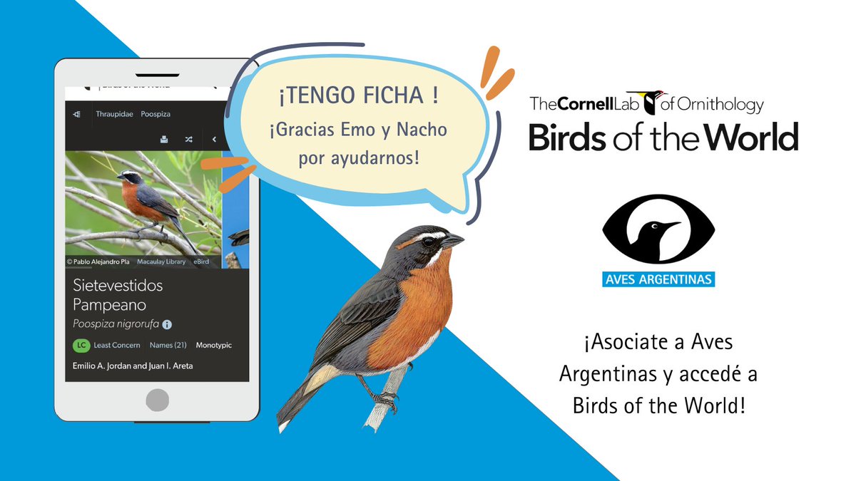 Departamento Científico · Aves Argentinas (@cienciaaves) on Twitter photo ¡Felicitaciones a <a href="/emiliojordanok/">Emo Jordan</a> y <a href="/Nachornis/">Nacho Areta</a> por la publicación de la ficha de la biología del Sietevestidos Pampeano! 🥳📲 bit.ly/4ctBPSZ Un agradecimiento especial a @Birds_World, <a href="/Team_eBird/">eBird</a>, <a href="/CornellBirds/">Cornell Lab</a> y <a href="/FmedranoM/">Fernando Medrano Martínez</a> por su apoyo y colaboración en este proyecto🙌 ¡Felicitaciones a <a href="/emiliojordanok/">Emo Jordan</a> y <a href="/Nachornis/">Nacho Areta</a> por la publicación de la ficha de la biología del Sietevestidos Pampeano! 🥳📲 bit.ly/4ctBPSZ Un agradecimiento especial a @Birds_World, <a href="/Team_eBird/">eBird</a>, <a href="/CornellBirds/">Cornell Lab</a> y <a href="/FmedranoM/">Fernando Medrano Martínez</a> por su apoyo y colaboración en este proyecto🙌