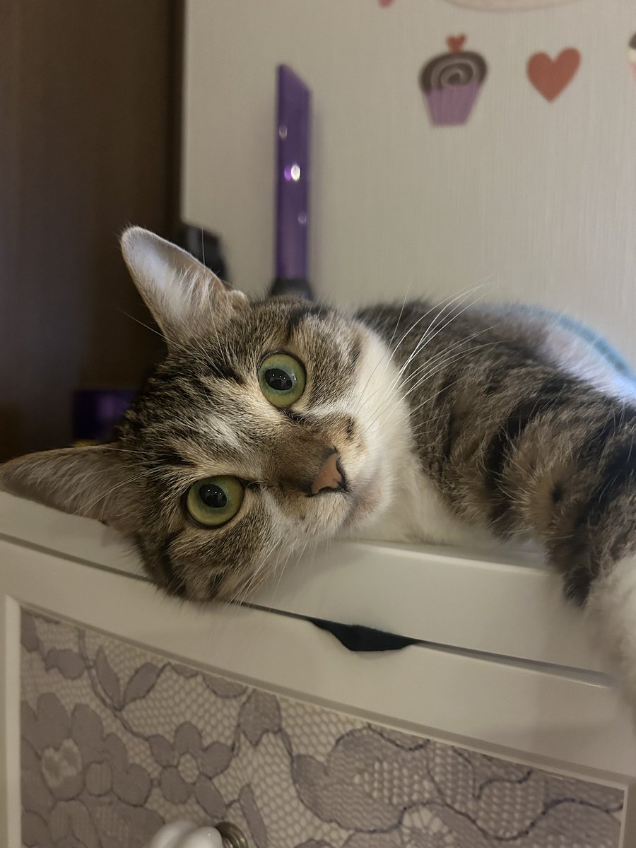 まだまだ暑い日が続きますがもうすぐ夏も終わりですね。私はお盆もお仕事でした。
まぐは昨日久しぶりに嘔吐しましたが元気に過ごしています。最近皮下点滴を失敗することなく一発でスピーディーに出来るようになりました✨まぐと一緒にこれからも頑張ります！