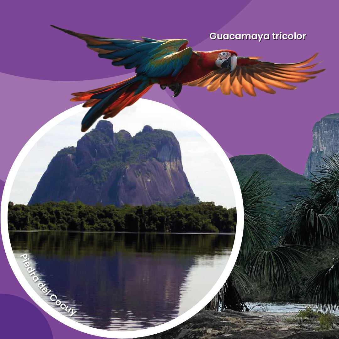 INATURPORT's tweet photo. En estás Vacaciones 2024 visiten el estado Amazonas.

@nicolasmaduro
@delcyrodriguezv
@alipadronven
@minturvzla
@inaturvzla
@minturvzla2.0
@asdrubalrincones
@braianvargasve
@primitivo_cedeno

#turistas #turismoenvenezuela #turismo #travelphotography #travel #traveling #portuguesa https://t.co/7Xk18IRsUd