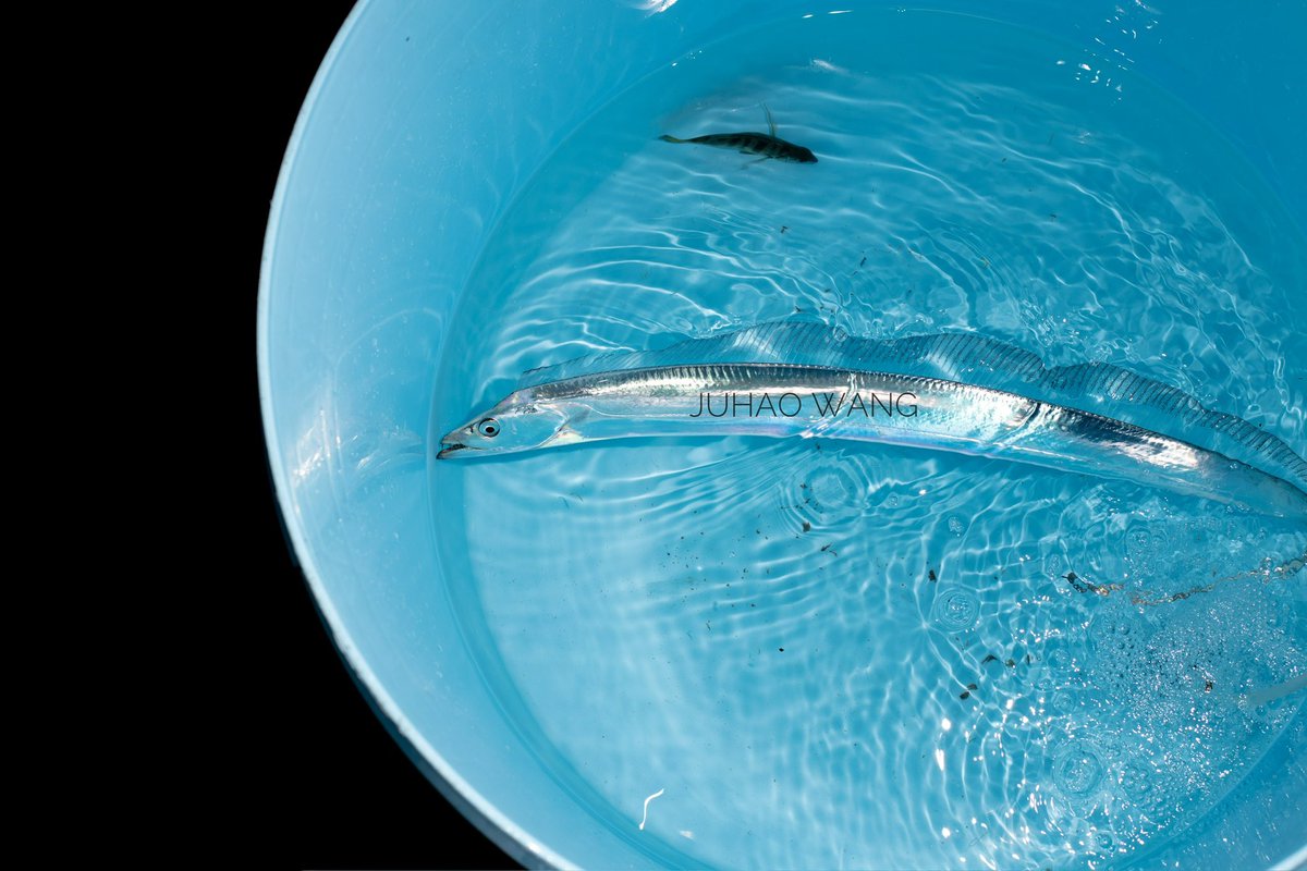 刚好出水的刀鱼，还是这么锃亮