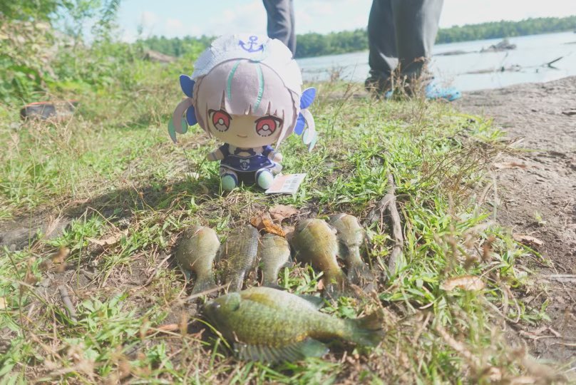 i catch 6 fish for 6 years of aqua !! #湊あくあ <a href="/minatoaqua/">湊あくあ(本物) ホロライブ卒業生</a>