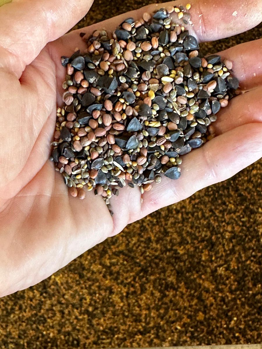 Time for school. Our motto is we use what we sell. Finally we have our crop off and with the help of <a href="/KevinElmy/">Kevin R. Elmy, CPAg</a> and <a href="/ImperialSeed/">Imperial Seed</a>, we are planting our first official multi-species after-crop blend on our pea stubble. This is for our learning. We are leaving out 10ac checkstrip