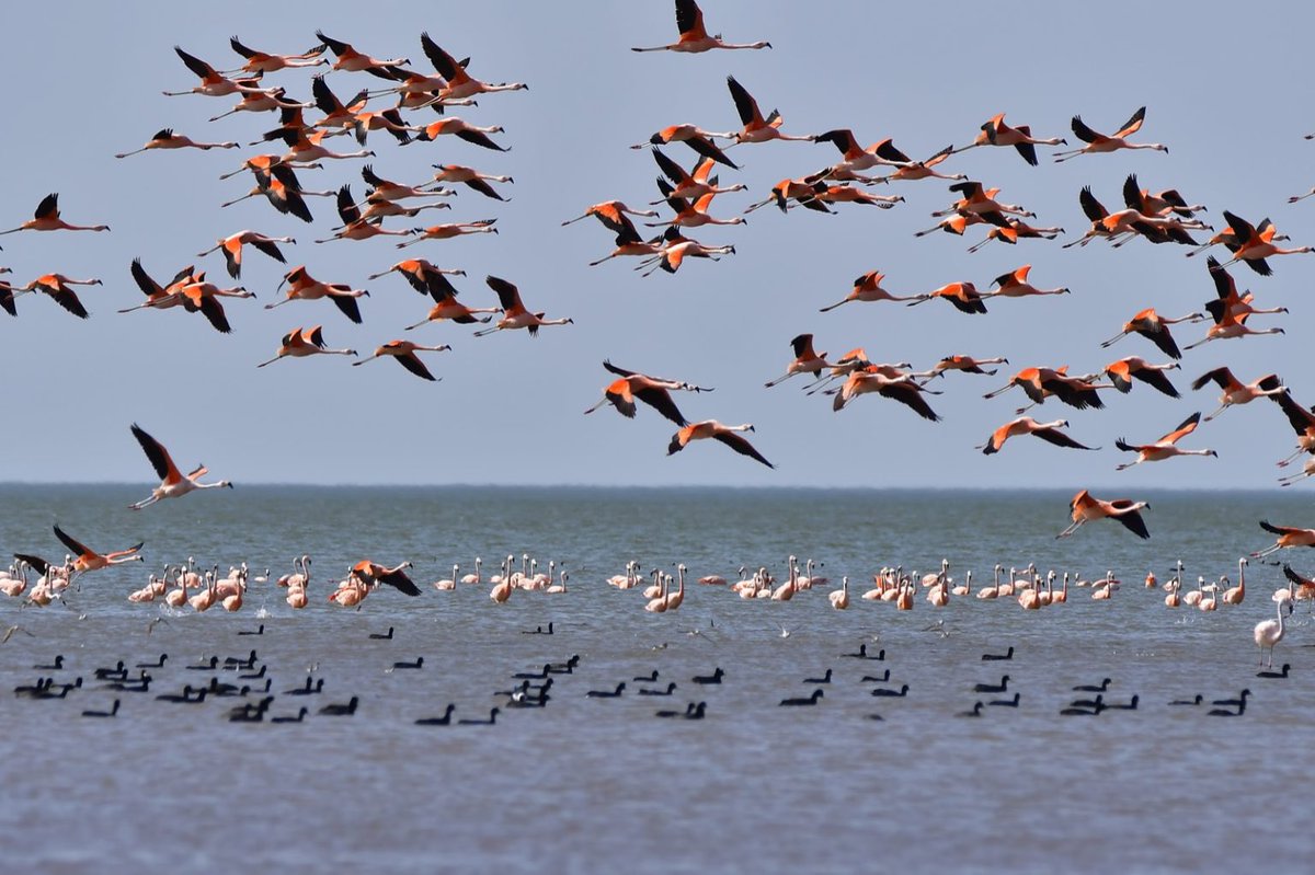 🦩 En la Laguna de Mar Chiquita, se realizó el censo de flamencos que habitan en el humedal.

El estudio se lleva a cabo mediante un sobrevuelo de la laguna dos veces al año y es fundamental para la estimación de la población de aves en el lugar. Más info 🔗