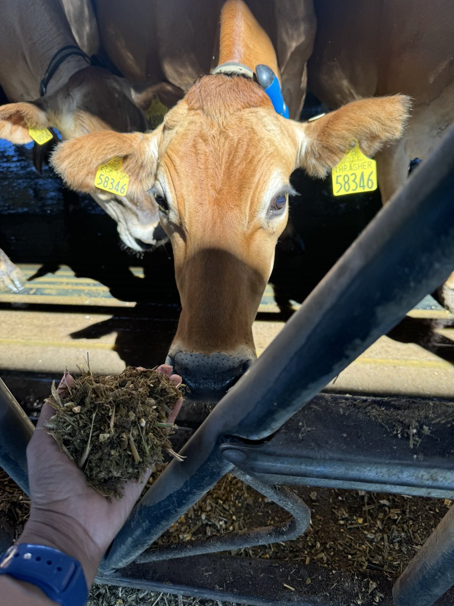 1nicolerice's tweet photo. Thank you @bp_America for hosting me at your Archaea RNG facility in Chowchilla. Learning how waste is converted into clean fuel never gets old. 🐄🚛🌿 https://t.co/HgaurF0p7M