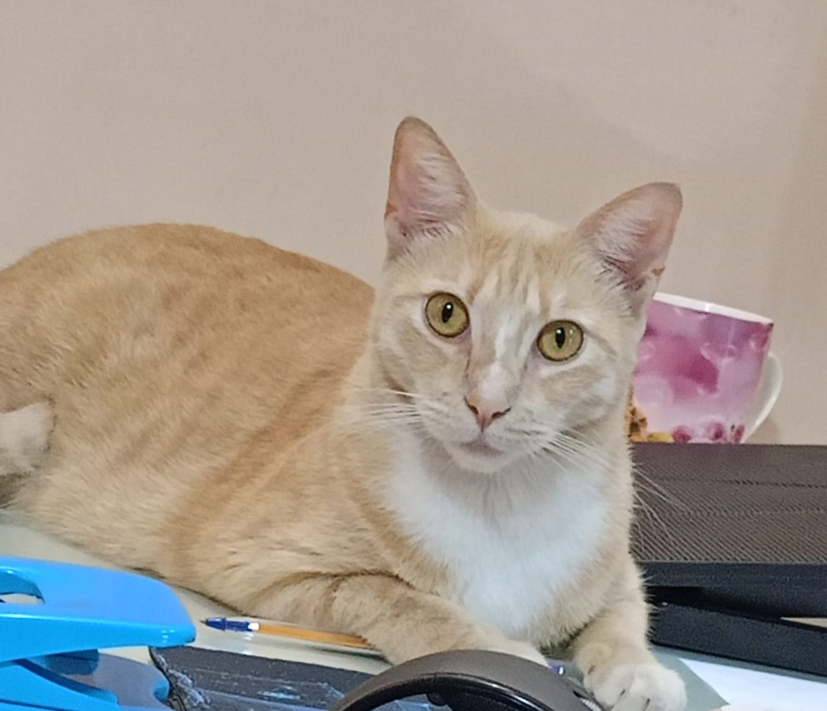 AlertaMePerdi's tweet photo. #PERDIDA #GUAYAQUIL
Nombre: #COLITO(COLORADA)
Fecha: 17/08/24
Sector: Sur, Francisco de Marcos y Carchi
Sexo: Hembra
Raza: Mestiza
Obsv.: Pecho, patas blancas, lomo y cabeza naranjas, gordita, esterilizada
Contacto: 0981876850
¡Ayúdala a volver con sus tutores!
#AlertaMePerdí https://t.co/G0QtTmFXV0