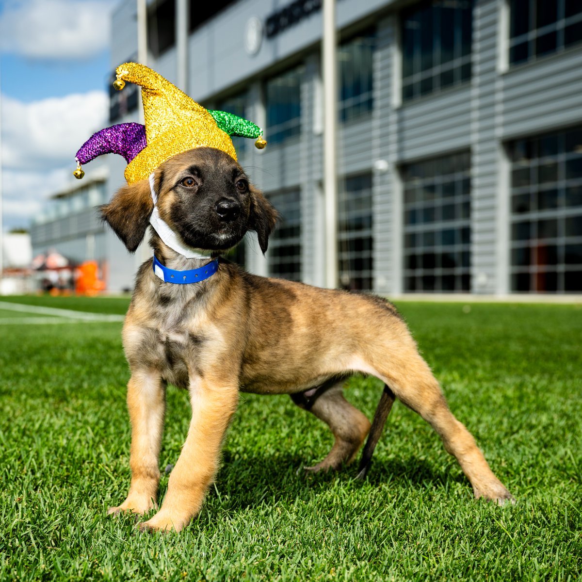 Browns's tweet photo. The most stylish in the game, JOK-9, knows how to work the camera! @j_owuu
Get into some mischief with this speedy joker at #PuppyPound presented by @SugardaleFoods at camp today π