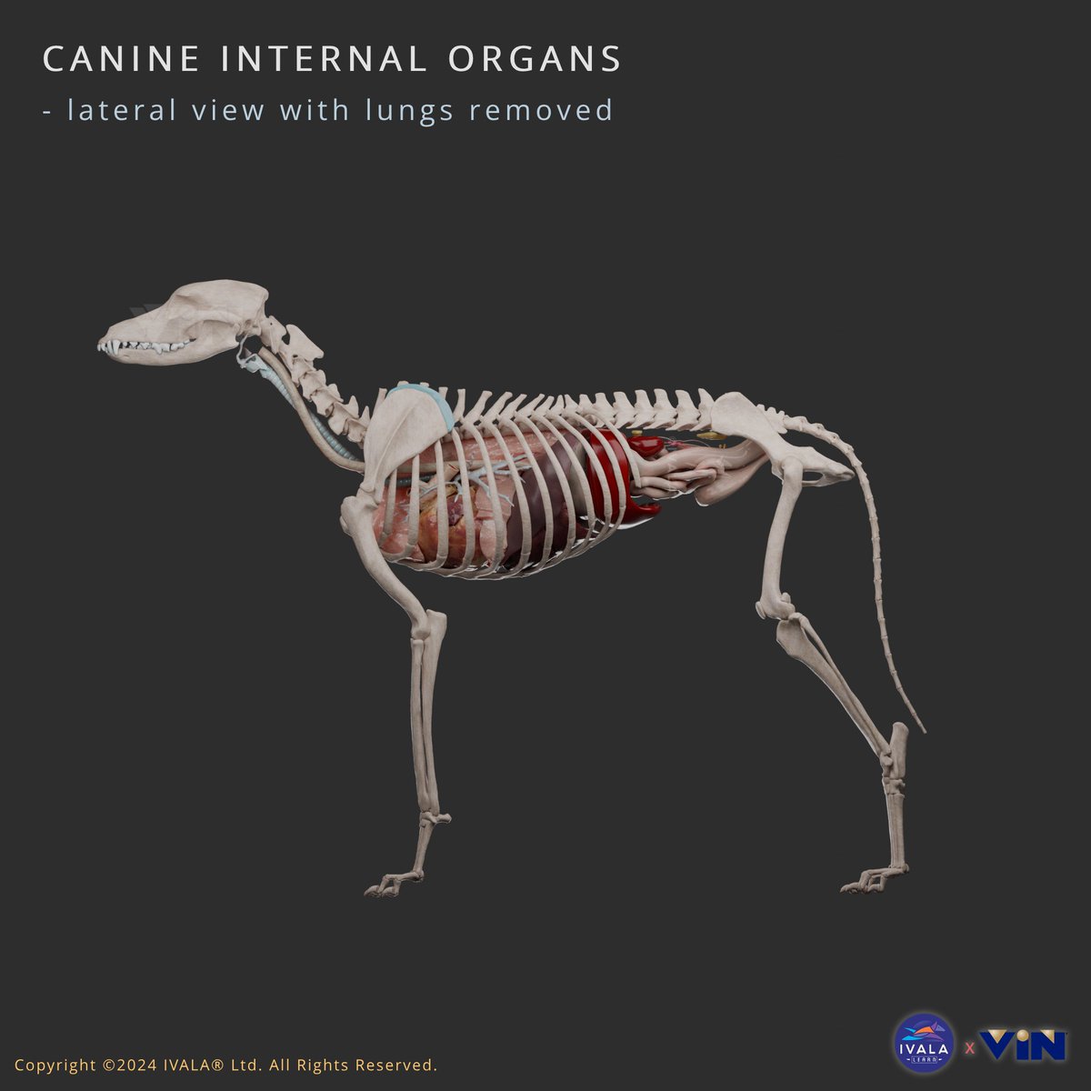 IVALAlearn's tweet photo. The Canine Internal Organs combines the thoracic and abdominal anatomy that was already in our anatomy library, as well as showing the passage of some new structures such as the trachea, oesophagus and diaphragm. Whilst we usually focus clinically on specific regions whilst practicing vet med, having an overall understanding of how anatomy relates is, of course, important.