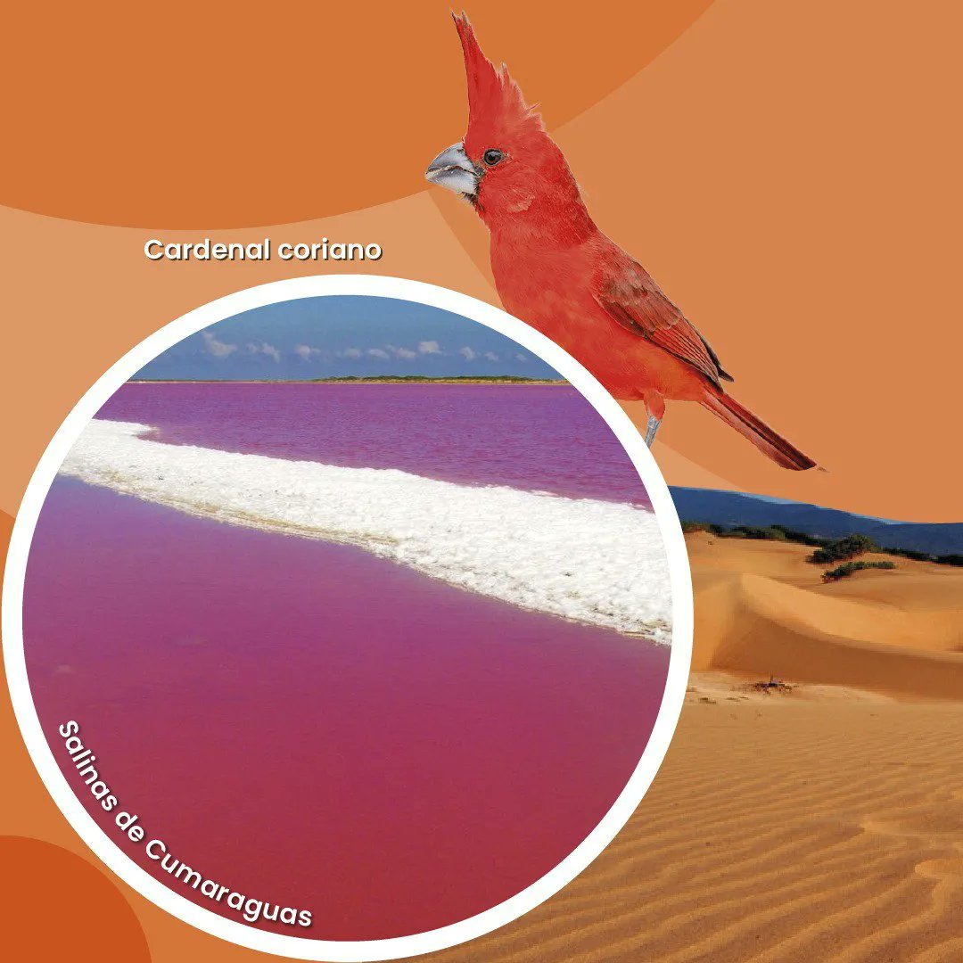 INATURPORT's tweet photo. En este periodo de Vacaciones visita el estado Falcón, sus bellezas naturales los esperan, recordando que sus hermosas playas son ideales para disfrutar.

@nicolasmaduro
@delcyrodriguezv
@alipadronven
@minturvzla
@inaturvzla
@minturvzla2.0
@asdrubalrincones
@braianvargasve https://t.co/dJHtHvAfcF