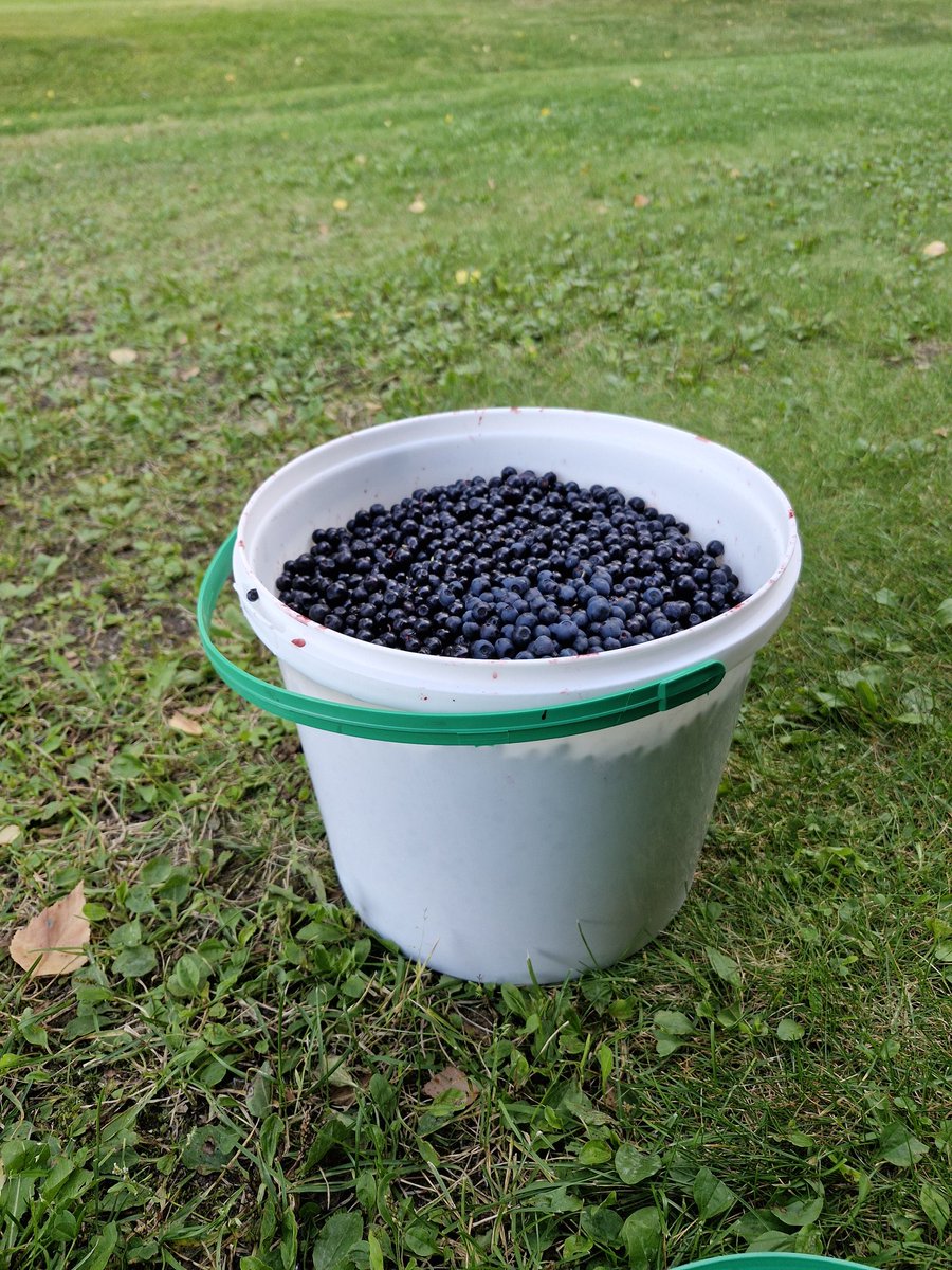 OSeppanen's tweet image. Ehkä tuosta muutamalle kerralle aamupuuron päälle riittää. #Heikinnotko #Rajavaara