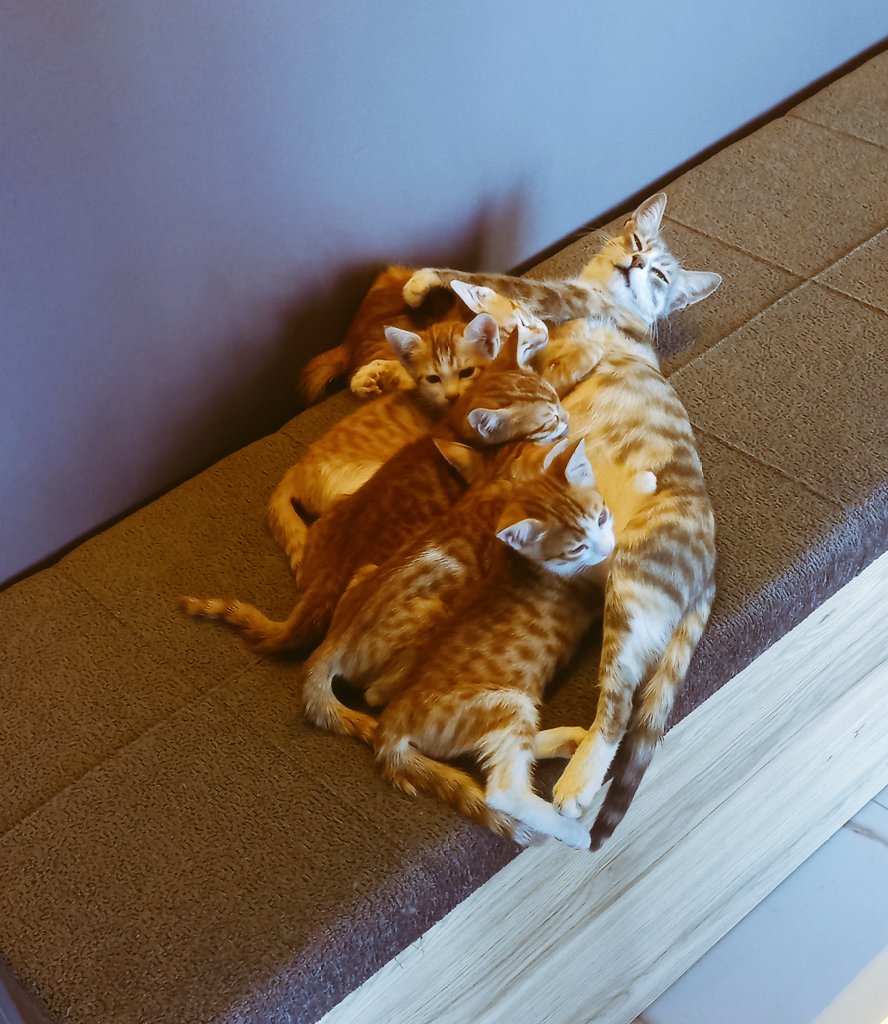 Şunların tatlılığına bakarmısınız 🐈😊