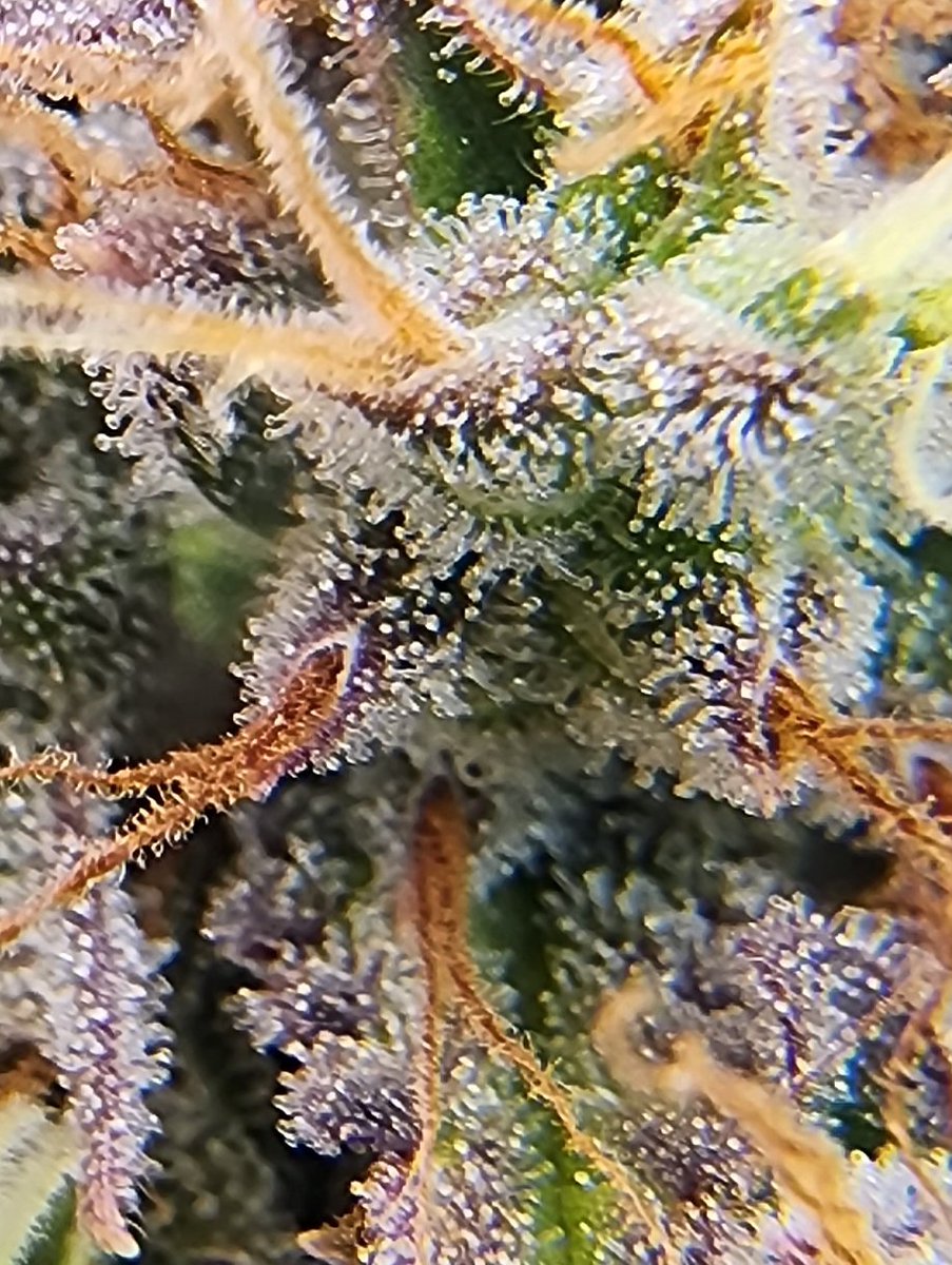 kclightup's tweet photo. @Speedrunseeds Slamberry is getting the chop tomorrow. #CannabisCommunity #growyourown #organic #notill #livingsoil #earthbox https://t.co/tlFnFlosxl