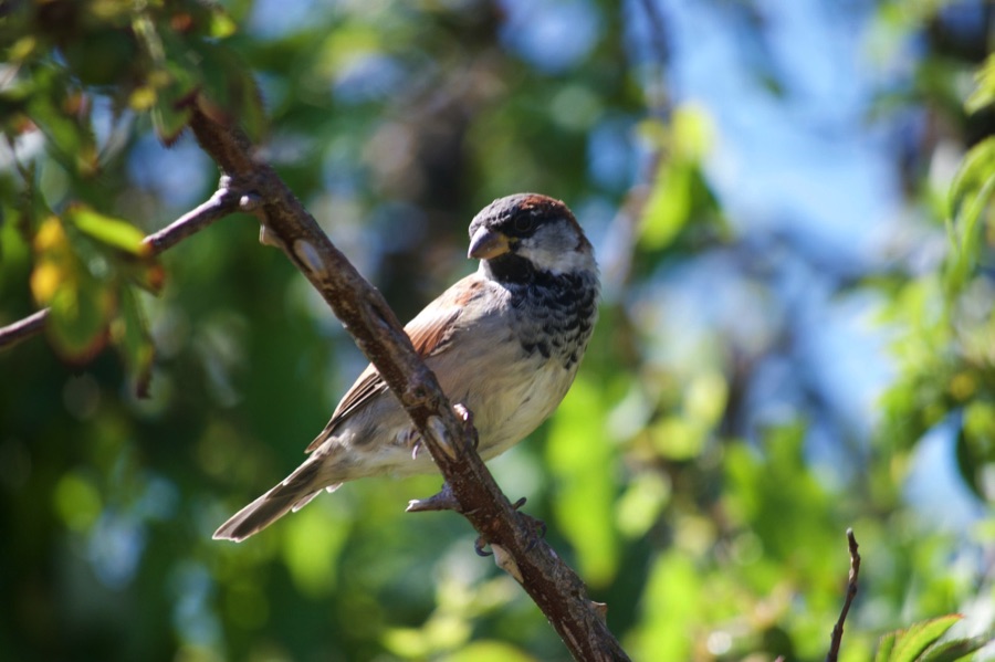 LGSpace's tweet photo. Insect populations are crashing – and this has a negative impact on insect-eating birds like swallows, robins and house sparrows. Growing nectar-rich plants and not using pesticides are two ways we can help.
More ideas:
https://t.co/s6gipSXgHj
#nature #biodiversity https://t.co/64G2aABSpH