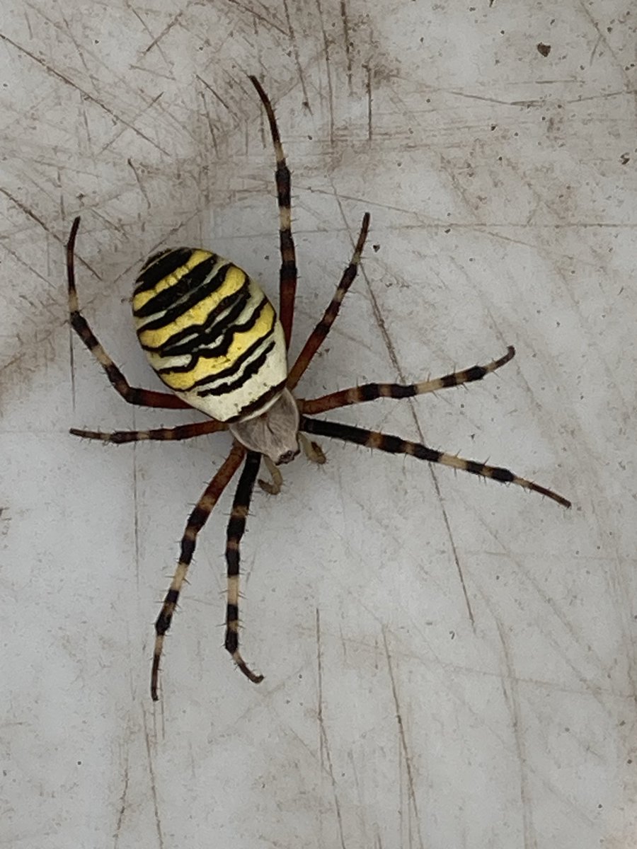 Harry Wollerich tweet media