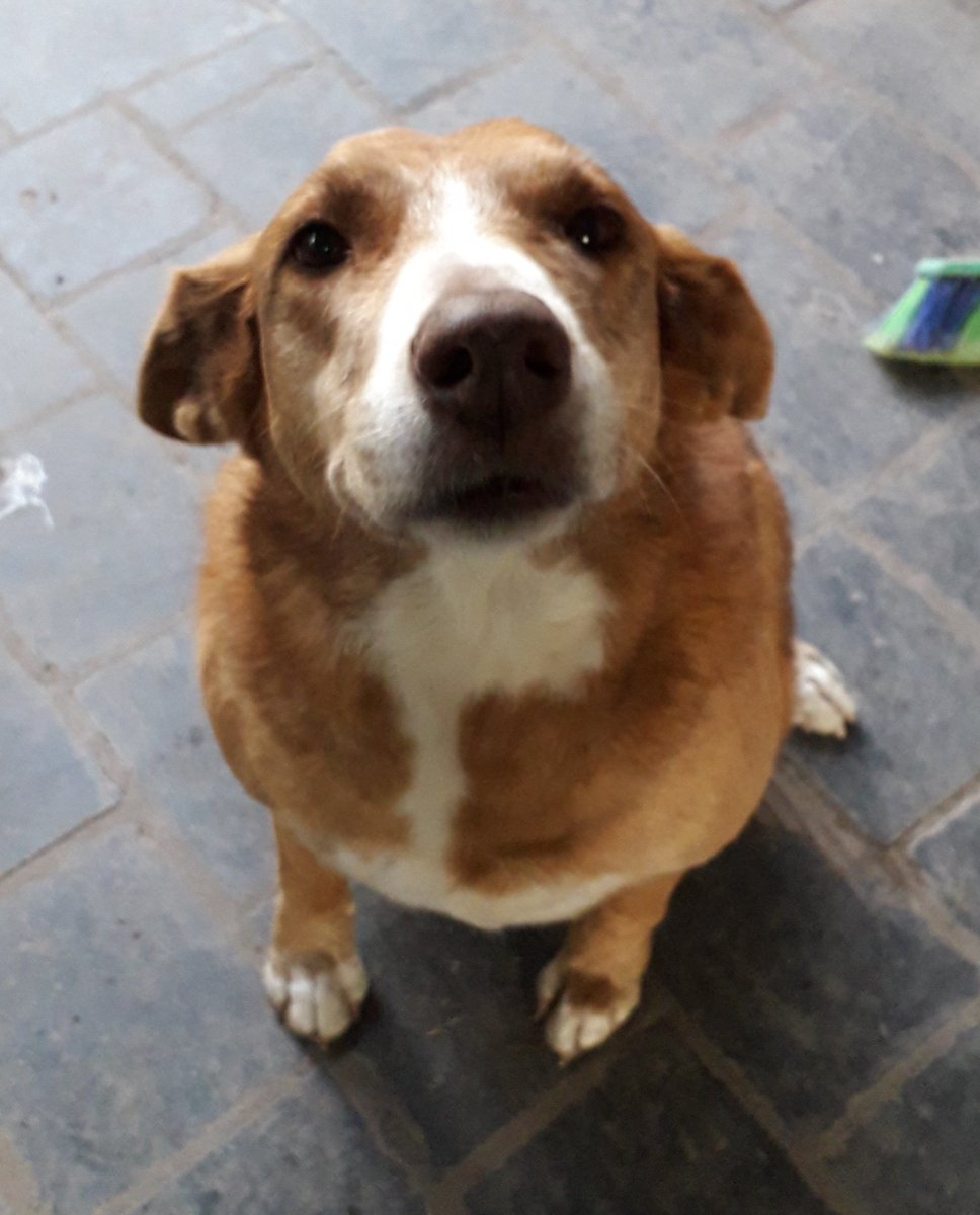 Faytasies's tweet photo. My little angel left us today, I can only hope she will meet up with my little Kayla in the sky and they can finally share a spot to snuggle together without fighting.

She was the sweetest dog, and I'll miss her more than anything.

Hope you can rest now Carmela, I love you https://t.co/Cxykq1G7nw