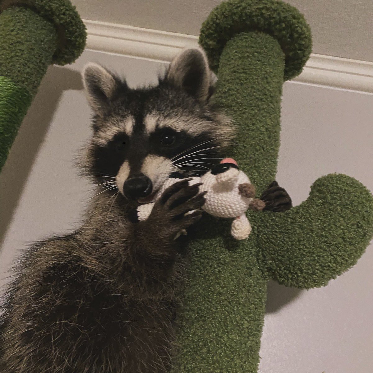 thedynamiccatt1's tweet photo. mom got this for my brothers a long time ago but they never played with it. not me, though! it’s my special attack comfort moo moo 🩷 https://t.co/rXJdIwc1v3