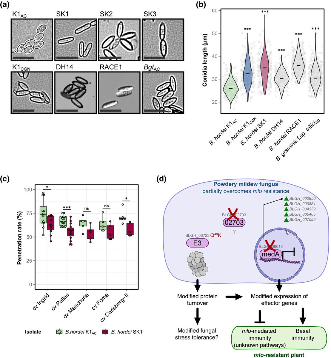 New Phytologist (@newphyt) on Twitter photo A fungal plant pathogen overcomes mlo-mediated broad-spectrum disease resistance by rapid gene loss
Kusch et al. <a href="/stefan_kusch/">Stefan Kusch</a>
📖 nph.onlinelibrary.wiley.com/doi/10.1111/np… A fungal plant pathogen overcomes mlo-mediated broad-spectrum disease resistance by rapid gene loss
Kusch et al. <a href="/stefan_kusch/">Stefan Kusch</a>
📖 nph.onlinelibrary.wiley.com/doi/10.1111/np…