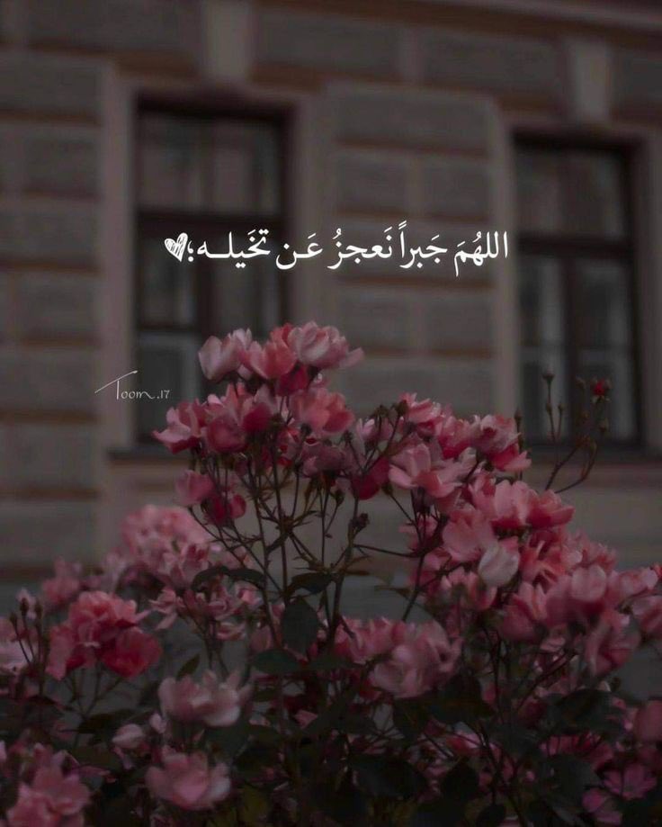 ShehabShero's tweet photo. ❤️ https://t.co/ZJu8xtaFl6