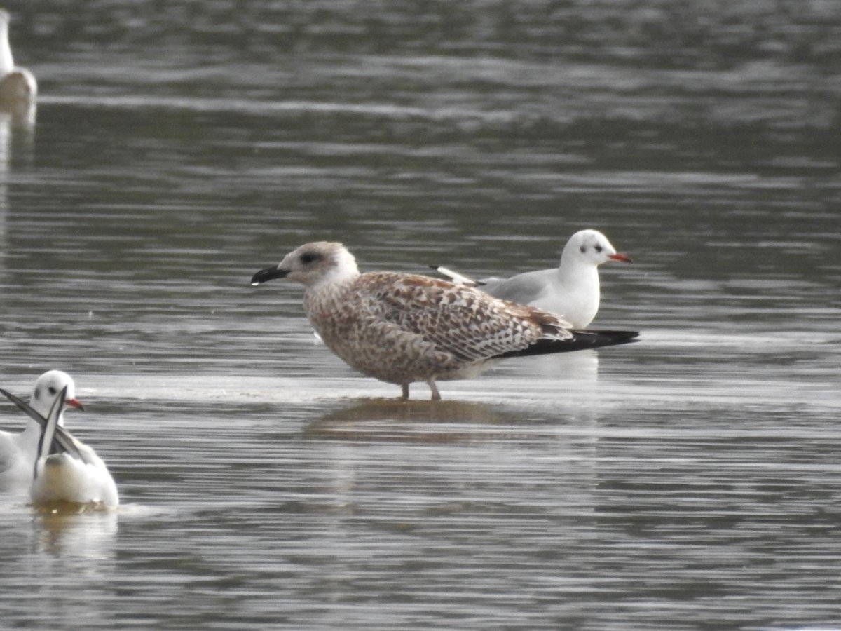 Back from holidaying and back on patch at #LMGP. Juv Black-tailed Godwit and Yellow-legged Gull this morning. On Sunday morning, a calling Tree Pipit over the north fields was patch year tick #131.