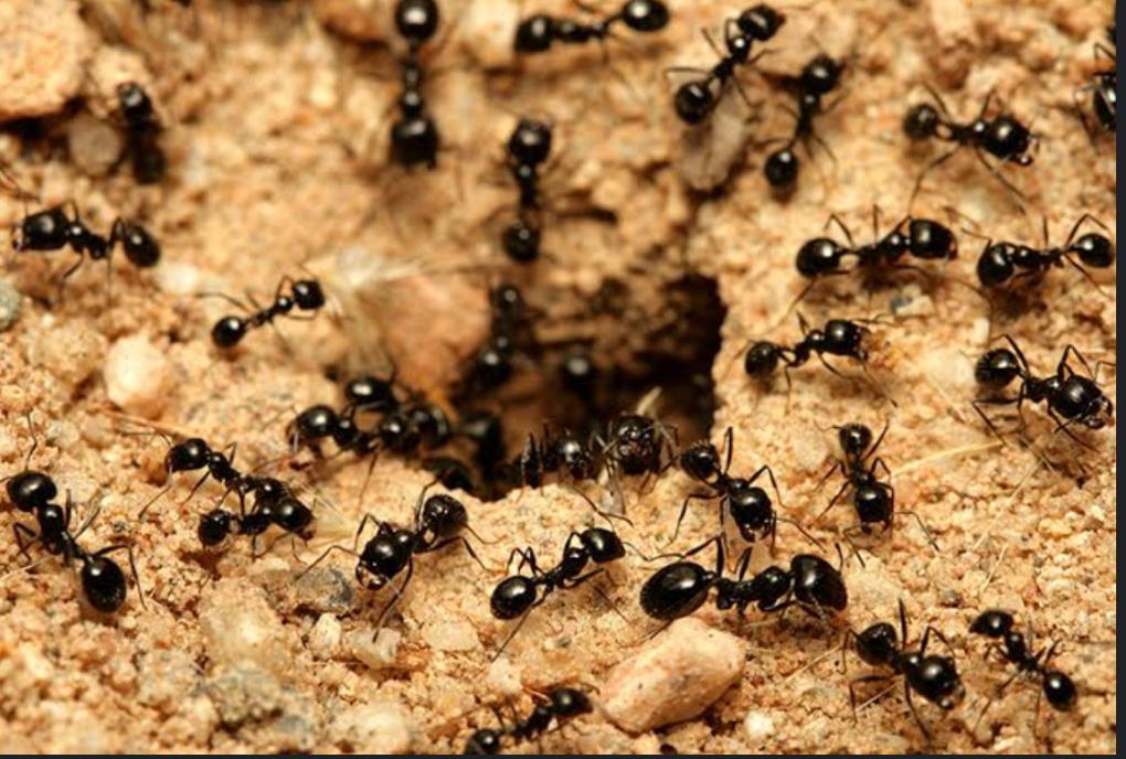 ..  ⛔  ...  ⛔  ..
إذا رأيت نمله في الطريق ..........................
فلا تدهسها وابتغ بذلك وجه الله ............... 
عسى ان يرحمك الله كما رحمتها ...............
" فهو الله الذي صور وأبدع وملأ الكون من" 
" حولنا بأروع المخلوقات وأكثرها إدهاشا " 
#Elabd_Ashraf