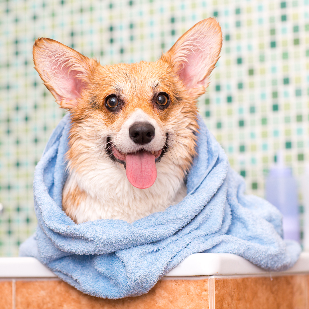 UtahPetAccess's tweet image. Freshly bathed and wrapped up in a towel—this pup’s post-bath glow is everything! 🐶✨ It’s the little moments of pampering that make all the difference. #BathTime #PamperedPup #DogGrooming #CozyAndClean #FurryFreshness #PuppyGlow #DogSpaDay #CleanPup #DogLove #PetPampering