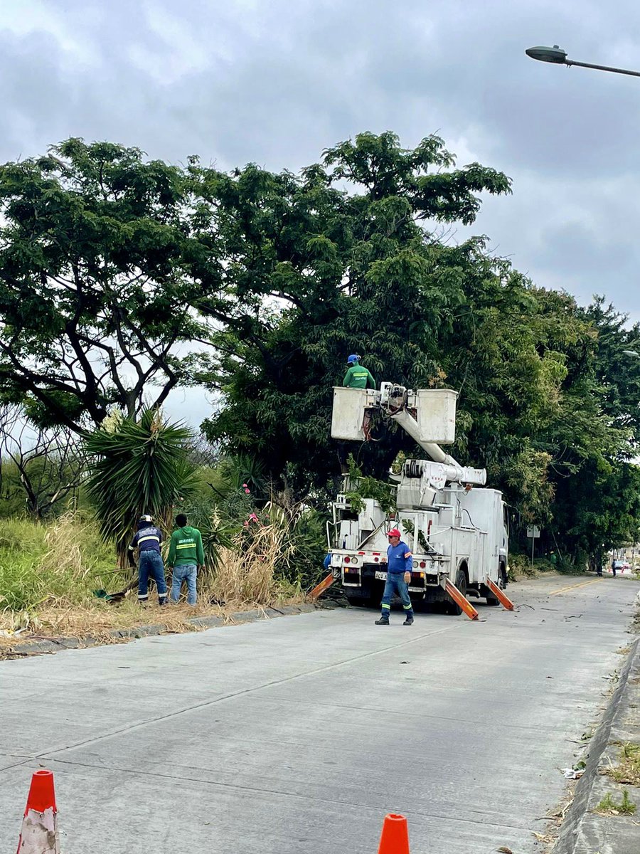 parquesgye's tweet photo. 📍Teodoro Alvarado Oleas. Se realizan trabajos de poda fitosanitaria y de aclareo. Los trabajos en esta avenida continúan. 🌳 

#Guayaquil #CiudadDeTodos 
@aquilesalvarez @alcaldiagye https://t.co/5goEzRyX16