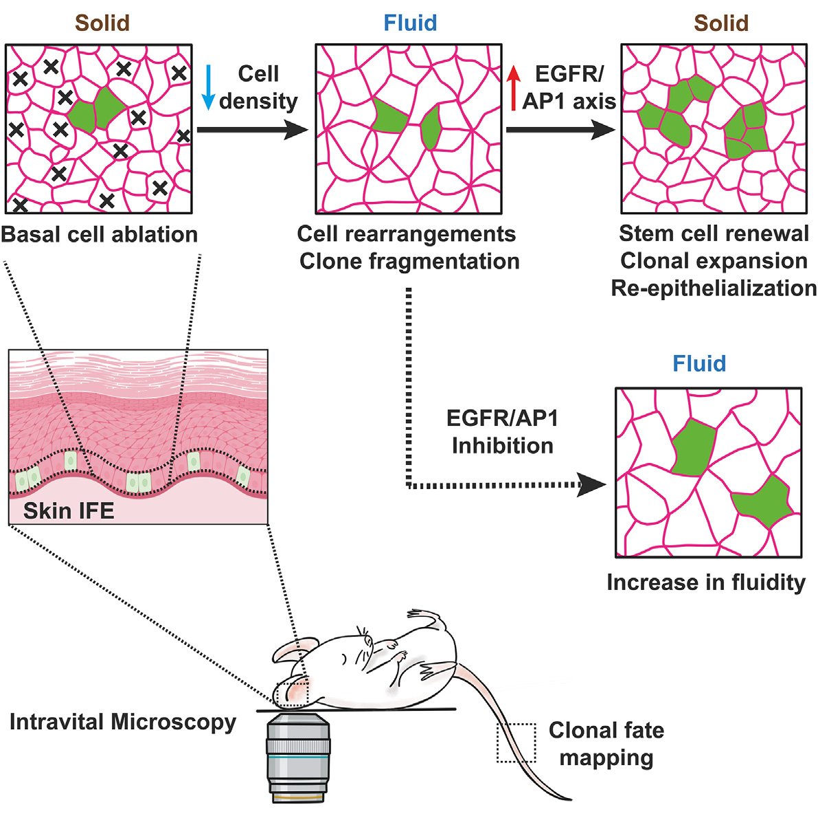 Hallou_Lab's tweet photo. 🚨New Paper - Dynamic regulation of tissue fluidity controls skin repair during wound healing🚨
▶️https://t.co/dQzX0OAqyg
It was a pleasure to contribute to this great project 😀! Many thanks @CedricBlanpain &amp; many congratulations to the whole team @CampasLab @BenSimons_Lab🍾🥳!! https://t.co/qPo09nC9Og