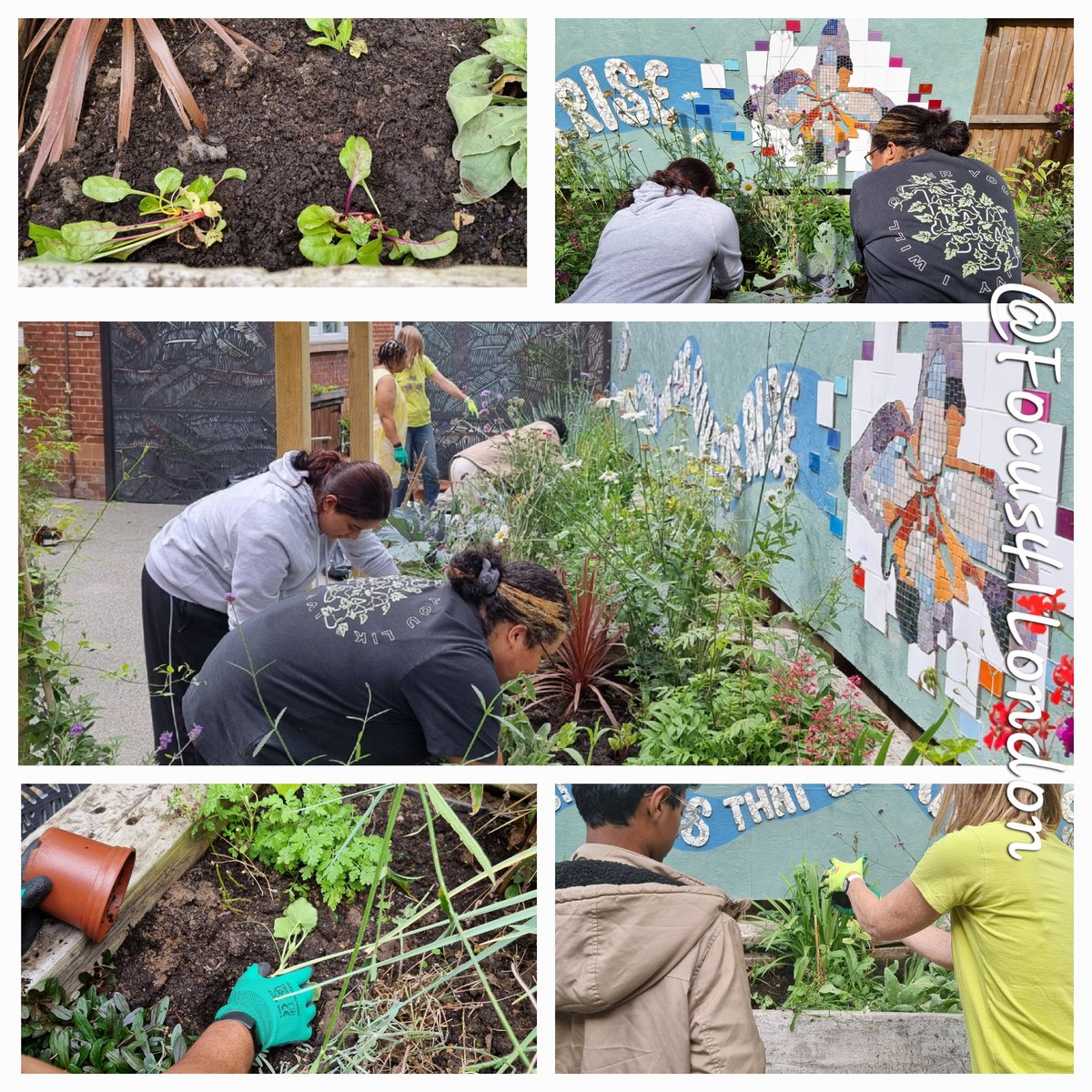 Focus 4 1 (@focus41london) on Twitter photo Therapeutic afternoon " I enjoyed being in the garden and meeting new people very fulfiling."
"Learning to prune, planting squash, a satisfying experience, and it lifted my flat mood." #Wellbeing #growyourown #community #GardeningX #MentalWellness <a href="/WimbledonFdn/">Wimbledon Foundation</a> <a href="/London_cf/">The London Community Foundation</a> Therapeutic afternoon " I enjoyed being in the garden and meeting new people very fulfiling."
"Learning to prune, planting squash, a satisfying experience, and it lifted my flat mood." #Wellbeing #growyourown #community #GardeningX #MentalWellness <a href="/WimbledonFdn/">Wimbledon Foundation</a> <a href="/London_cf/">The London Community Foundation</a>