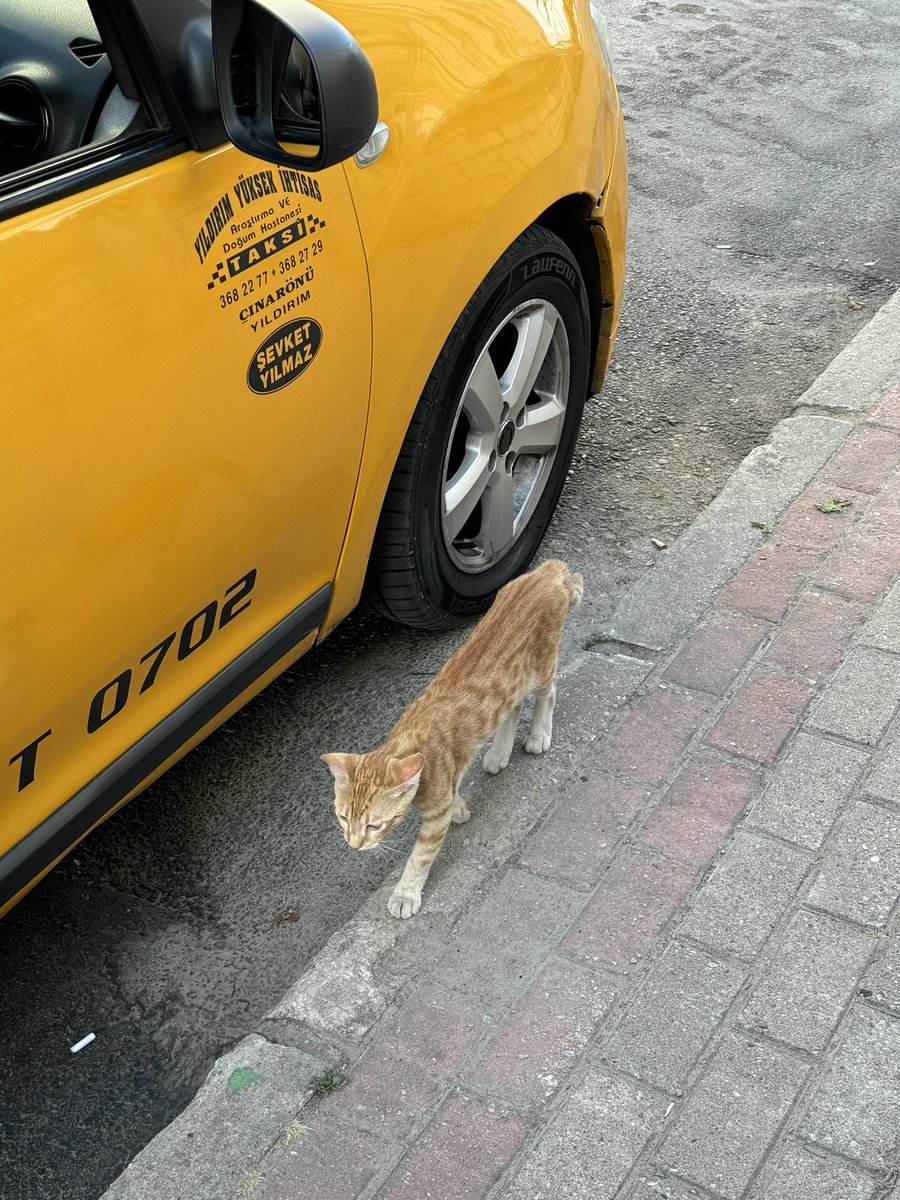 Kvrde__'s tweet photo. La Turquie et les chats ✅ https://t.co/YehjP7hYYe