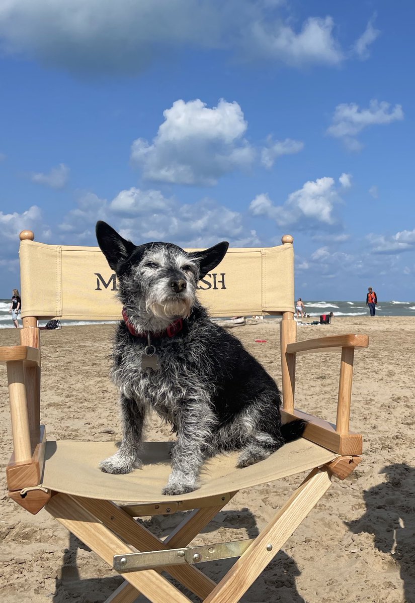 What DNC? Montrose Beach Chicago 🐕‍🦺

#DNC2024 #ChicagoConvention #dog #DemConvention2024