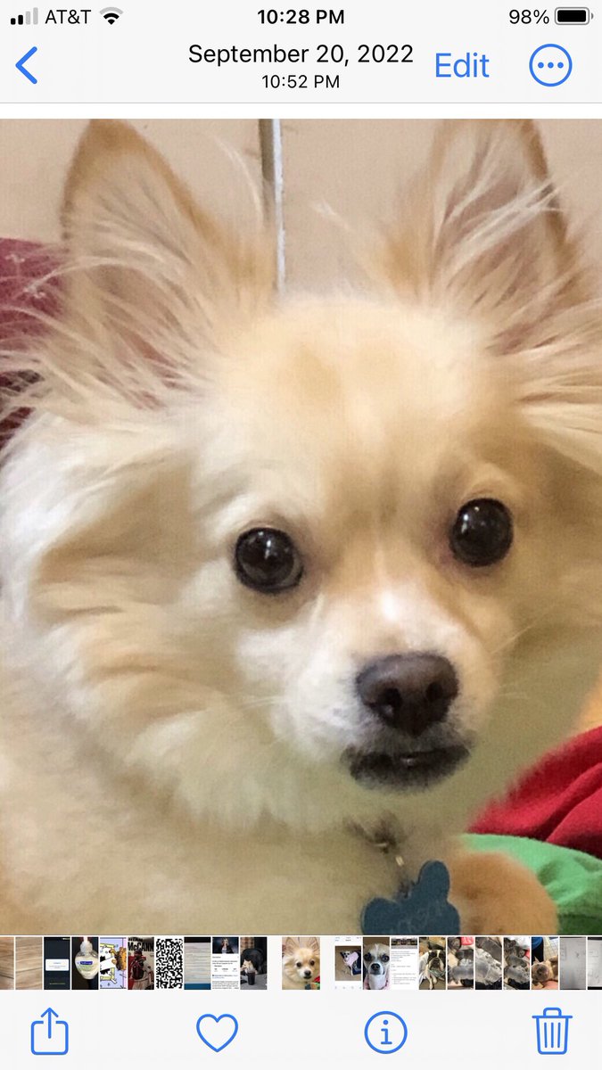 finny1963's tweet photo. @pnjaban Our rescue pup who rescued us!  Part Pomeranian part chihuahua (we think 🤔).  Only barked if someone came up the driveway.  Very protective and yet the best lap dog.  Loved traveling with us and well behaved in outdoor restaurants, soccer games and doggie parks. Best boy rescue! https://t.co/MTB4JPGBHY