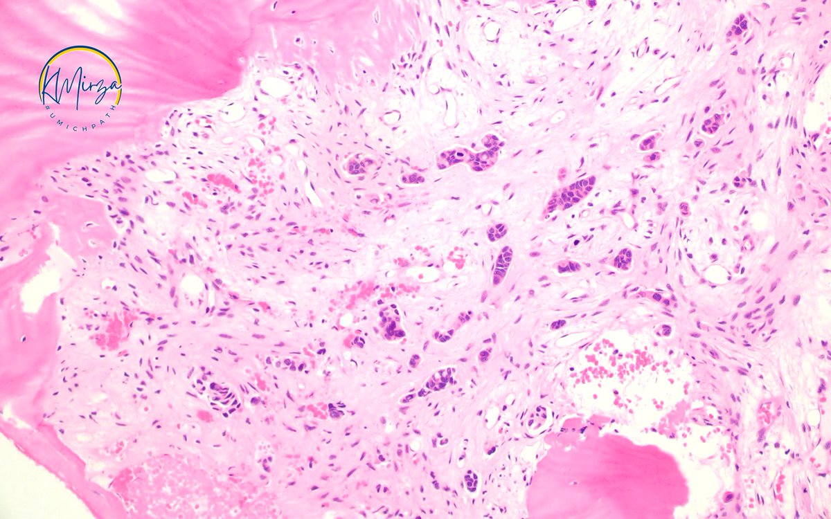 Kamran Mirza MD PhD - کامران مرزا tweet media