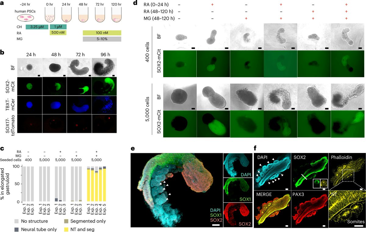 Nobu Hamazaki (@nobu_hamazaki) on Twitter photo Excited to share our human RA-gastruloid model in <a href="/NatureCellBio/">Nature Cell Biology</a>! Early retinoic acid supplementation, followed by later Matrigel addition, robustly induces human embryonic morphologies and diverse cell lineages, including somitic, renal, cardiac, and neural cell types in Excited to share our human RA-gastruloid model in <a href="/NatureCellBio/">Nature Cell Biology</a>! Early retinoic acid supplementation, followed by later Matrigel addition, robustly induces human embryonic morphologies and diverse cell lineages, including somitic, renal, cardiac, and neural cell types in