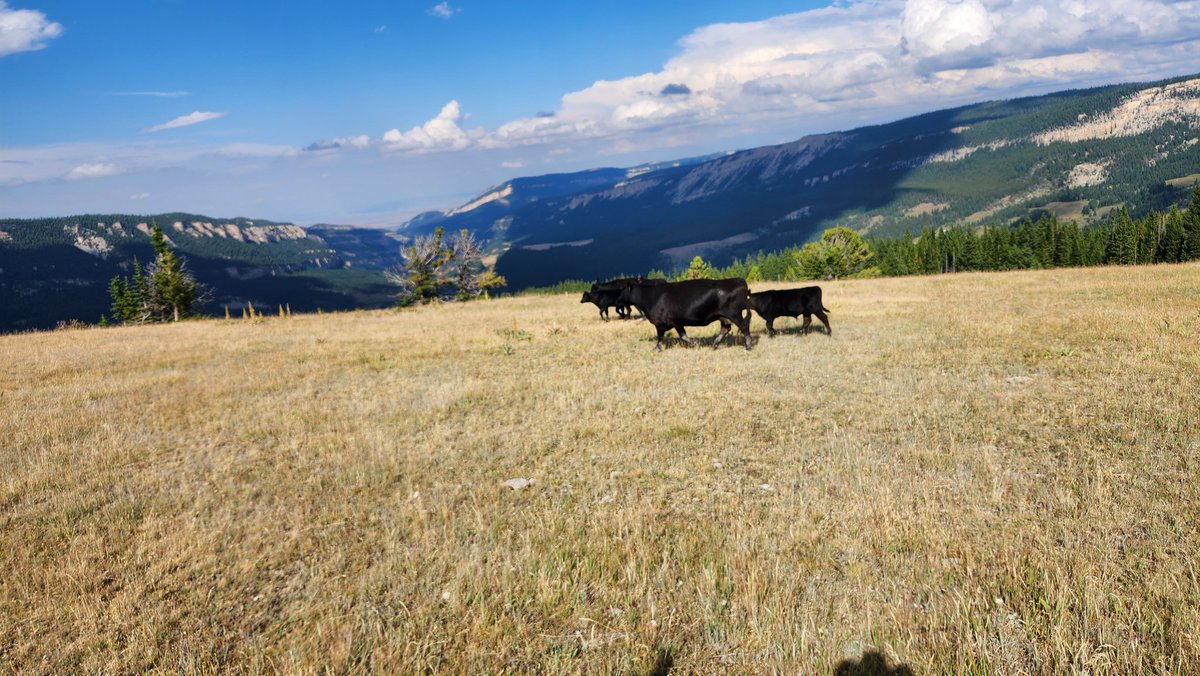 Brett Crosby tweet media