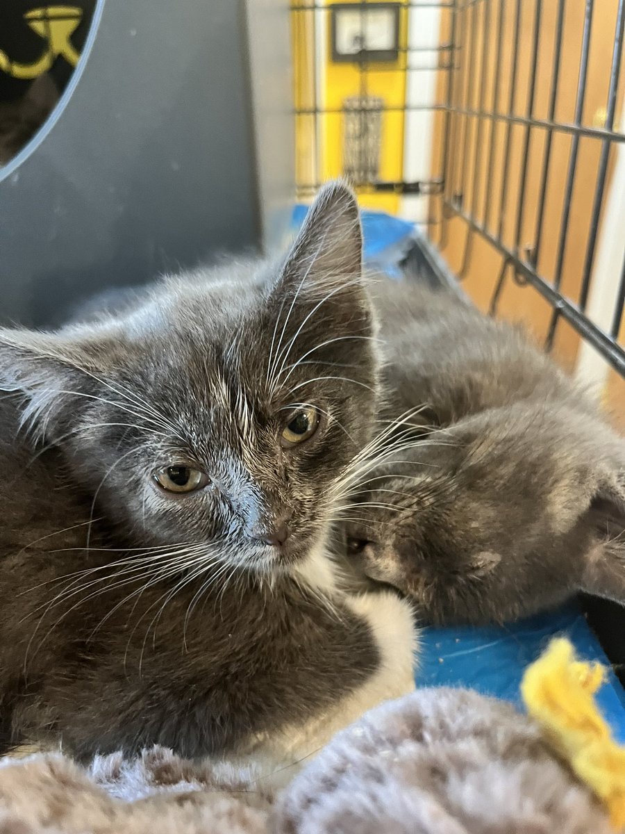 meowsquadnyc's tweet photo. Thanks for the love, @CriticalRole fans! 🫂 Jester, Fern, Vex and Allura will be up for adoption next month. They’re currently looking for a foster! 

You can apply at https://t.co/zCgBIYrcsp 💗

#criticalrole #CatsOfTwitter https://t.co/YF875yRRVg