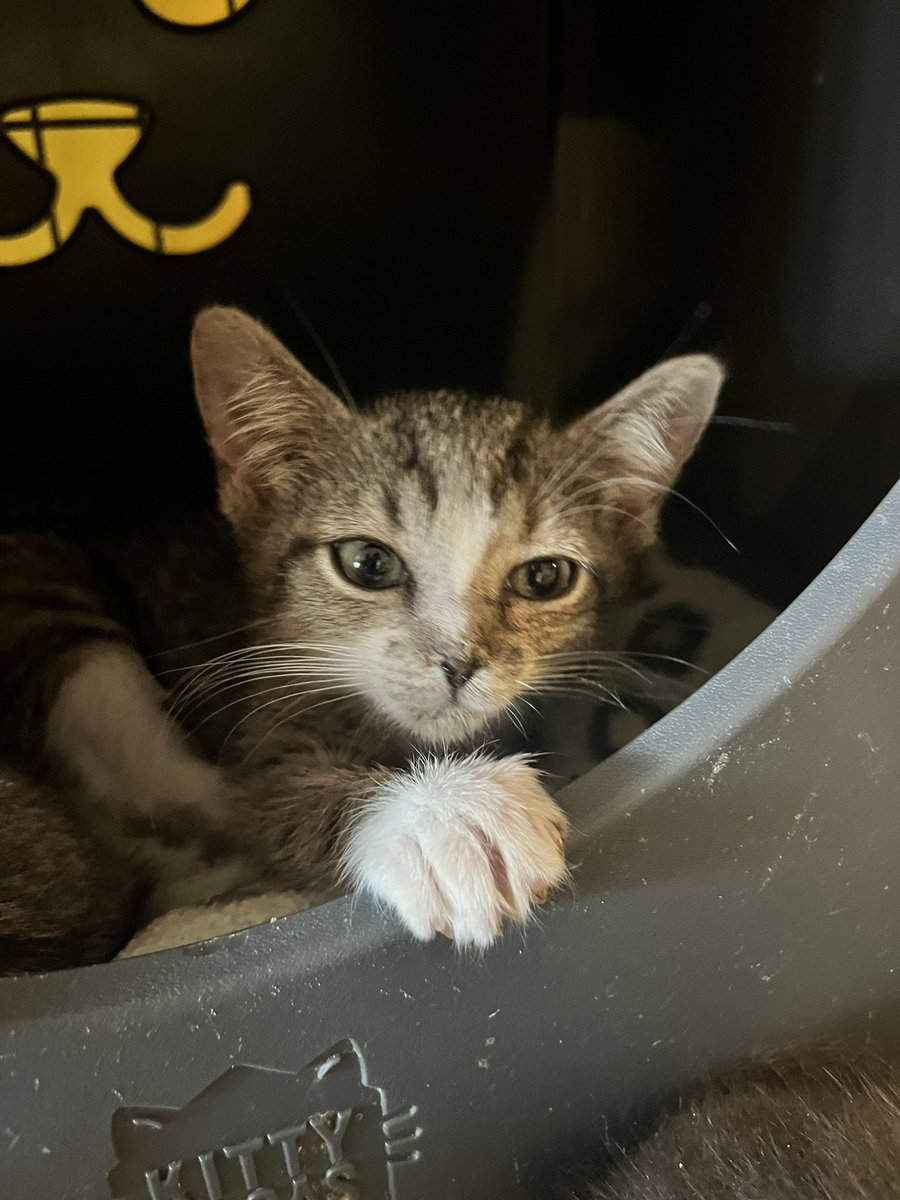 meowsquadnyc's tweet photo. Thanks for the love, @CriticalRole fans! 🫂 Jester, Fern, Vex and Allura will be up for adoption next month. They’re currently looking for a foster! 

You can apply at https://t.co/zCgBIYrcsp 💗

#criticalrole #CatsOfTwitter https://t.co/YF875yRRVg