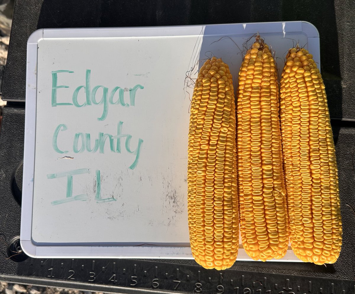bluhm1's tweet image. Starting our morning in Edgar County Illinois. Grain Length avg 9.1 inches
Roughly 235 bu/a  #PFTour24