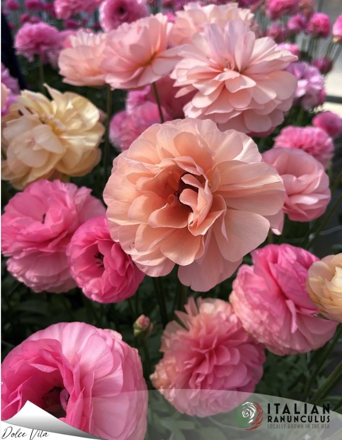 PodcastFlower's tweet photo. New Episode!
Earlier this summer, I had the pleasure of attending the Monroe Blooms Flower Show in Monroe, GA, and met  Ashley Blackstone and Samantha Kramer from Wellspring Flower Farm and immediately knew I wanted them to be guests of the podcast. https://t.co/h7OpwzxXUX