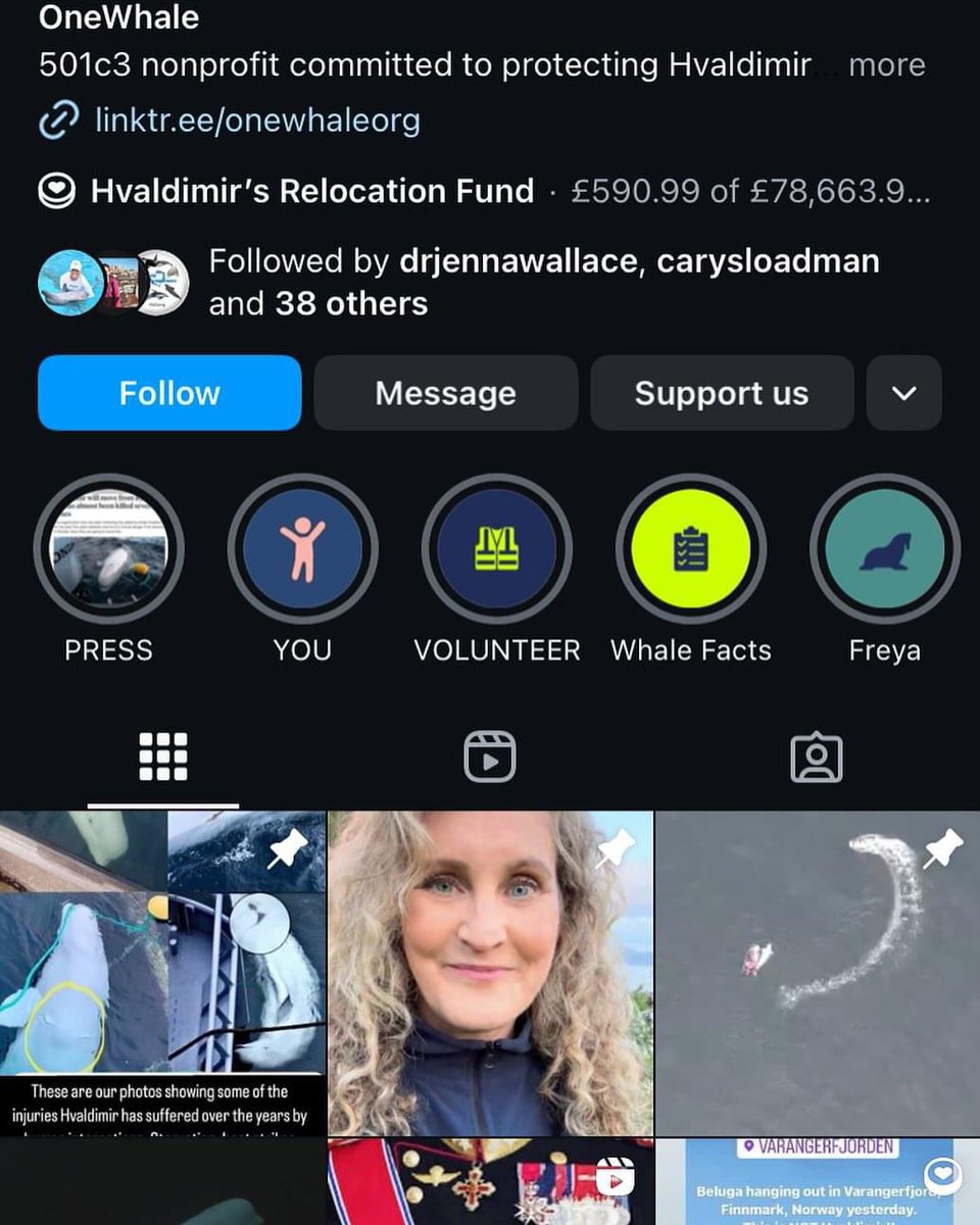 wishformorgan's tweet photo. #OneWhale  will block anyone who doesn’t agree with there work they are doing for Hvaldimir.  They will not even answer simple questions.  To stop the capture and relocation of Hvaldimir please sign and share this petition. https://t.co/pi5fyGBk3o https://t.co/8a2mxC1JbA