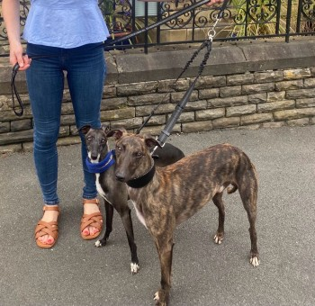 millypod1's tweet photo. LOKI IS HOME SAFE. THANKS FOR RT's😊🐕🐾
🆘18 AUG 2024 #Lost LOKI #ScanMe
YOUNG Brindle Whippet
Hillsborough Park last seen in #Rivelin/ #Stannington #Hillsborough #Sheffield #SouthYorkshire #S6 https://t.co/Dwo2OjQ6i3 https://t.co/Yeria198JE