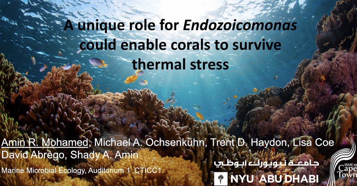 Amin Mohamed (@amohamed85) on Twitter photo So excited to present the latest results from one of <a href="/NYUAbuDhabi/">NYU Abu Dhabi</a> projects at #isme19 on the role of #Endozoicomonas bacteria during thermal stress in #corals. Pls join me on Friday at 3:30pm in Auditorium 1 😊. I hope to see u there!! <a href="/ISME_microbes/">ISME - International Society for Microbial Ecology</a> <a href="/DiatomsBacteria/">Shady Amin</a> So excited to present the latest results from one of <a href="/NYUAbuDhabi/">NYU Abu Dhabi</a> projects at #isme19 on the role of #Endozoicomonas bacteria during thermal stress in #corals. Pls join me on Friday at 3:30pm in Auditorium 1 😊. I hope to see u there!! <a href="/ISME_microbes/">ISME - International Society for Microbial Ecology</a> <a href="/DiatomsBacteria/">Shady Amin</a>