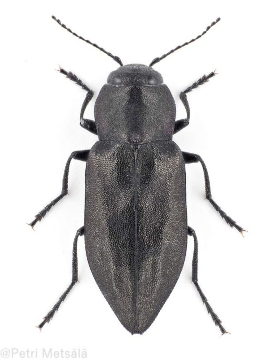 Palokohteet aistiva #kulokauniainen lensi välittömästi poltettuun Metsä Group Plus-säästöpuuryhmään Lappeenrannassa.