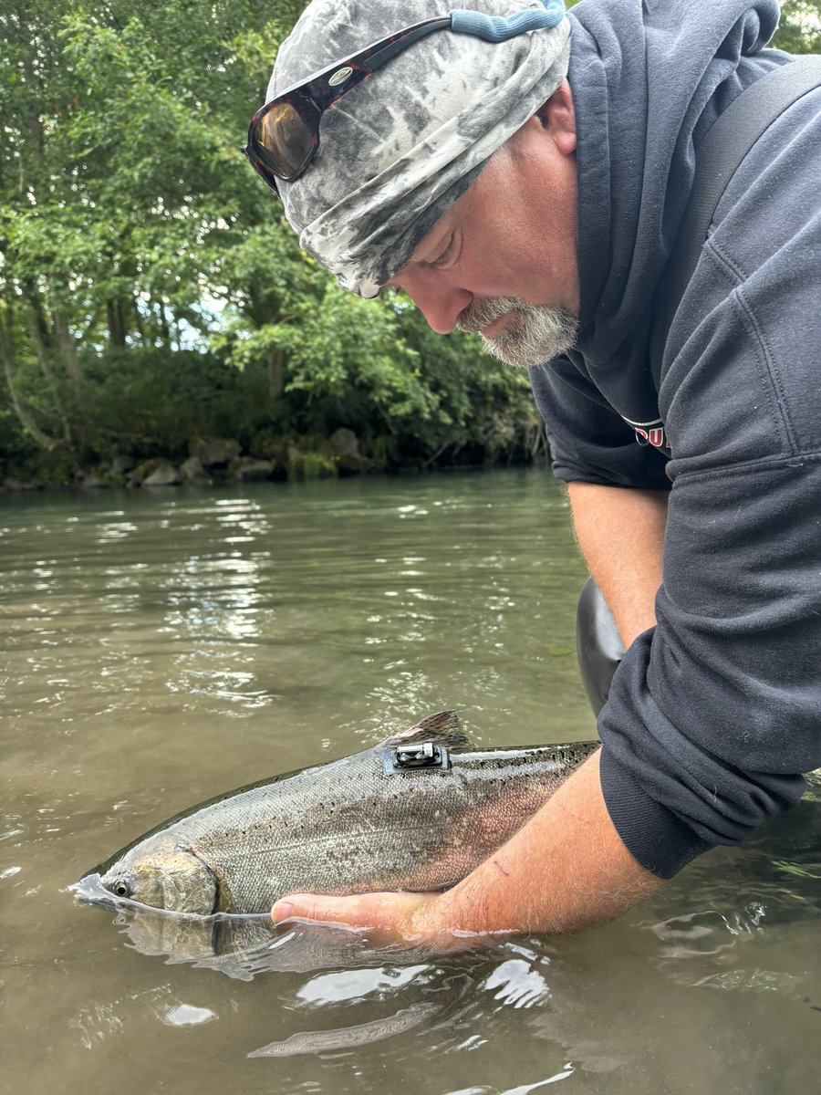 James P. Losee (@coastalcutthro1) on Twitter photo Spring #Chinook tracking in #Dungeness R. with Jamestown SāKlallam tribe, <a href="/wildsalmoncntr/">Wild Salmon Center</a> and <a href="/WDFW/">Washington Department of Fish & Wildlife</a> to describe response to low flow and high temps is going good. š to Jamestown for taking lead and support from <a href="/lundberg_petter/">Petter Lundberg</a> @TrackingTristan <a href="/SLUwildresearch/">SLU Wild Research</a> <a href="/HellstromKGV/">Umea Telemetry Group</a> Spring #Chinook tracking in #Dungeness R. with Jamestown SāKlallam tribe, <a href="/wildsalmoncntr/">Wild Salmon Center</a> and <a href="/WDFW/">Washington Department of Fish & Wildlife</a> to describe response to low flow and high temps is going good. š to Jamestown for taking lead and support from <a href="/lundberg_petter/">Petter Lundberg</a> @TrackingTristan <a href="/SLUwildresearch/">SLU Wild Research</a> <a href="/HellstromKGV/">Umea Telemetry Group</a>