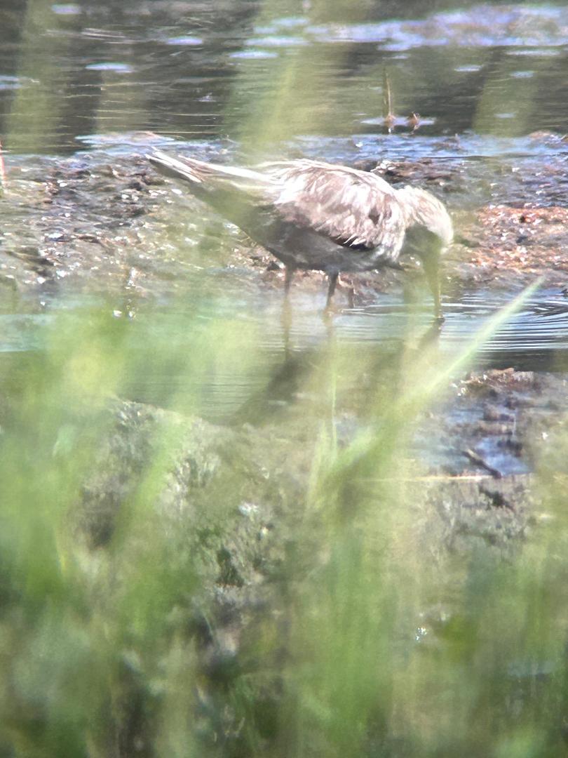buffmypylon's tweet photo. @samuel_ei_jones @WaderStudy @GrahamFAppleton I had a (partially) leucistic Temminck's Stint in Baga, Goa last January. Digiscoped photo but it was with 2 others and same size and characteristics 👍 https://t.co/5olpv62Jt7