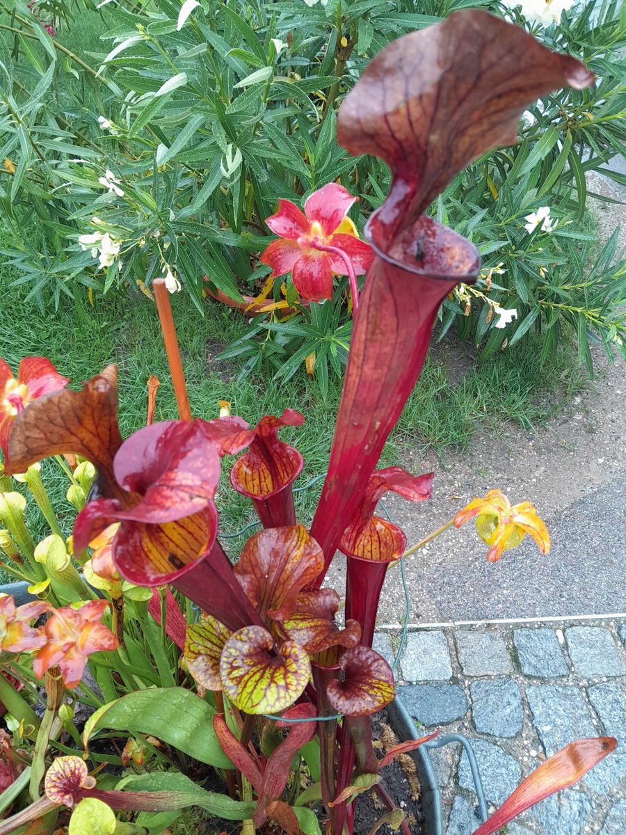 toulouse81677's tweet photo. #Botanischer #Garten #München https://t.co/RqpG5NYger