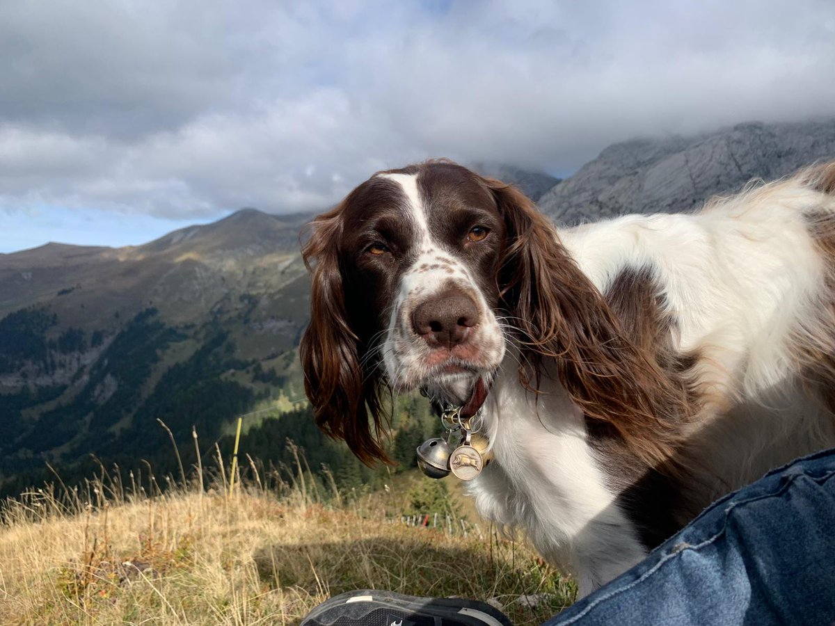 erpeSES's tweet image. Toi qui aime la vitesse, qui fonce la nuit sur les petites routes, vendredi 16 août au Trasserand tu as du abîmer l'aile de ton bolide en emplafonnant une bestiole qui t'es inconnue puisque tu as préféré ne pas t'arrêter. Laisse moi satisfaire ta curiosité : elle s'appelait Nile.