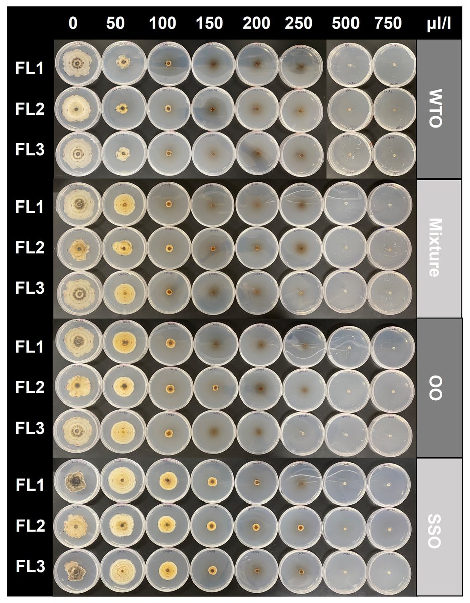 Yuru Chang et al. assessed the antifungal activity of four plant essential oil treatments against five isolates of M. fructicola obtained from naturally infected peaches in Florida, Georgia, and South Carolina. <a href="/sarkhosh22/">Ali Sarkhosh</a> <a href="/turfdrman/">Philip Harmon</a> <a href="/Dr_WardatouB/">Dr. Wardatou Boukari</a> doi.org/10.1094/PHP-12…