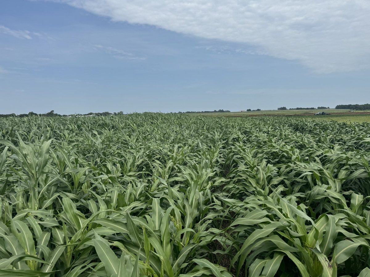Beautiful forage sorghums variety x N rate trial.