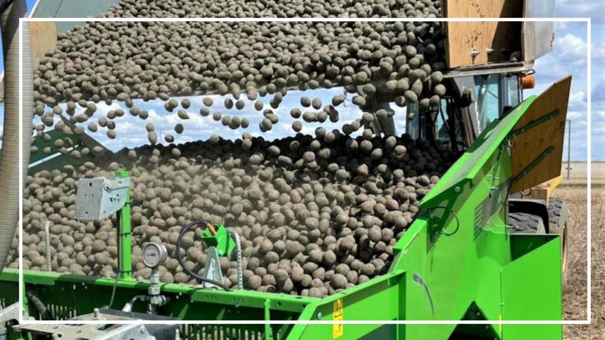 Northern Konstar Potatoes tweet media